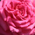 Růžová - Čajohybridy - Isabel de Ortiz®